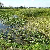 Loxahatchee Everglades Tours, Inc