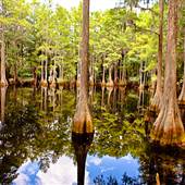 Tallahassee Museum