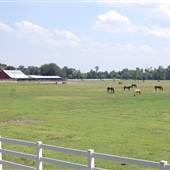 Horse Ranch