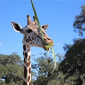 Giraffe Ranch
