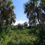 FORT DE SOTO JUNGLE 10-08