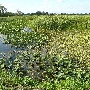 Loxahatchee Everglades Tours, Inc