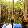 Tallahassee Museum