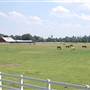 Horse Ranch