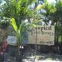 Tropical Nursery
