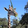 Giraffe Ranch