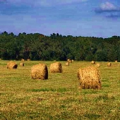 Hay Bales