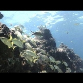 Keys-Reef