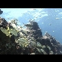 Keys-Reef