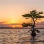 Blue Cypress Lake