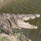 Gatorama