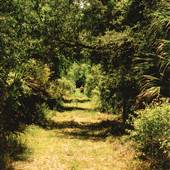 Wooded Areas of Highlands County