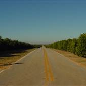 Roads - Tree Canopy
