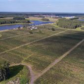Starkey Blueberry Farm