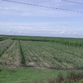 Fields