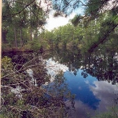 Cecil Field Swamp