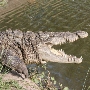 Gatorama