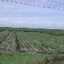 Fields