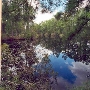 Cecil Field Swamp